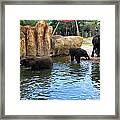 Water For Elephants Framed Print