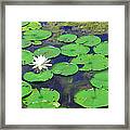 Water Lily Framed Print