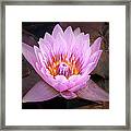 Water Lily Framed Print