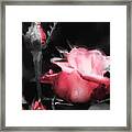 Watercolor Rose Framed Print