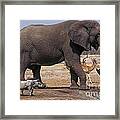 Watering Hole - Savuti Marsh Botswana Framed Print