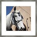 Wedding Horse Framed Print