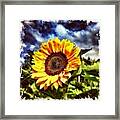 Welcome To The Sunflower Season! Framed Print