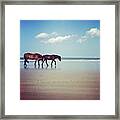 Well, This Just Happened. #wild #horses Framed Print