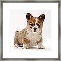 Welsh Corgi Puppy Framed Print