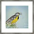 Western Meadowlark Framed Print