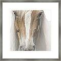Western Palomino Horse In Alberta Canada No.1339 Framed Print