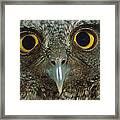 Western Screech Owl Otus Kennicottii Framed Print