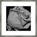 Wet White Rose Framed Print