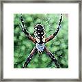 Wet Writing Spider Framed Print