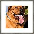 What A Tongue Framed Print