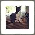 What Is That!? ❤ U Minnie 🐱  #cat Framed Print