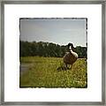 What's Up Duck? Framed Print
