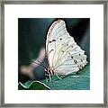 White And Beautiful Framed Print