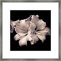 White Asiatic Lily Framed Print