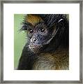 White-bellied Spider Monkey Ateles Framed Print
