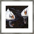 White Ducks At Sterne Park Lake Framed Print