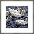 White Ducks Framed Print