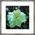 White Gardenia Framed Print