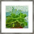 White Geraniums Framed Print