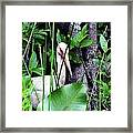 White Ibis At The Everglades Framed Print
