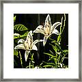 White Lillies Framed Print