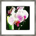 #white #orchid #flower Framed Print