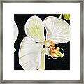 White Orchids Framed Print