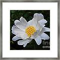 White Peony Flowers Series 4 Framed Print