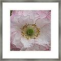 White Poppy With Pink Highlights Framed Print