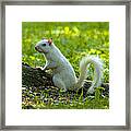 White Squirrel Framed Print