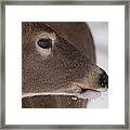 White Tail Close Up Framed Print