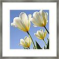 White Tulips Reaching For The Sun And Sky Framed Print