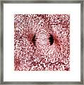 Whitefish Cells In Anaphase, Lm Framed Print