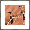 Whitefronted Bee-eaters Framed Print