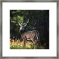 Whitetail Buck In Ponca Wilderness Framed Print