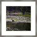 Whitetail Doe Crossing The Buffalo At Ponca Framed Print