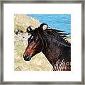 Wild And Free Framed Print