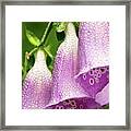 Wild Foxglove Framed Print