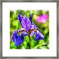 Wild Iris Framed Print