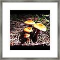 Wild Mushrooms Framed Print