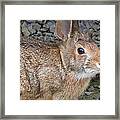 Wild Rabbit Framed Print
