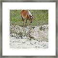 Wild Spanish Mustang Of The Outer Banks Of North Carolina Framed Print