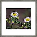 Wildflower Insect Framed Print