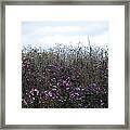 Wildflower Meadow At Markin Glen Framed Print