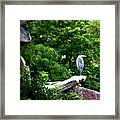 #wilhelma #stuttgart ~ #bird #egret Framed Print