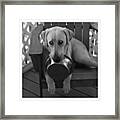 Will Look Cute For Food... ( Testing Framed Print