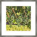 Willow Creek Grapes Framed Print