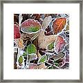 Winter Leaves Framed Print