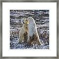 Winter Rumble Framed Print